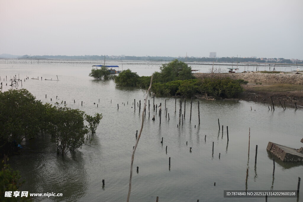 湿地风光中的水上植被