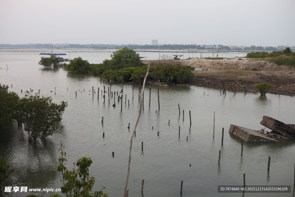 水上红树林与孤舟景象