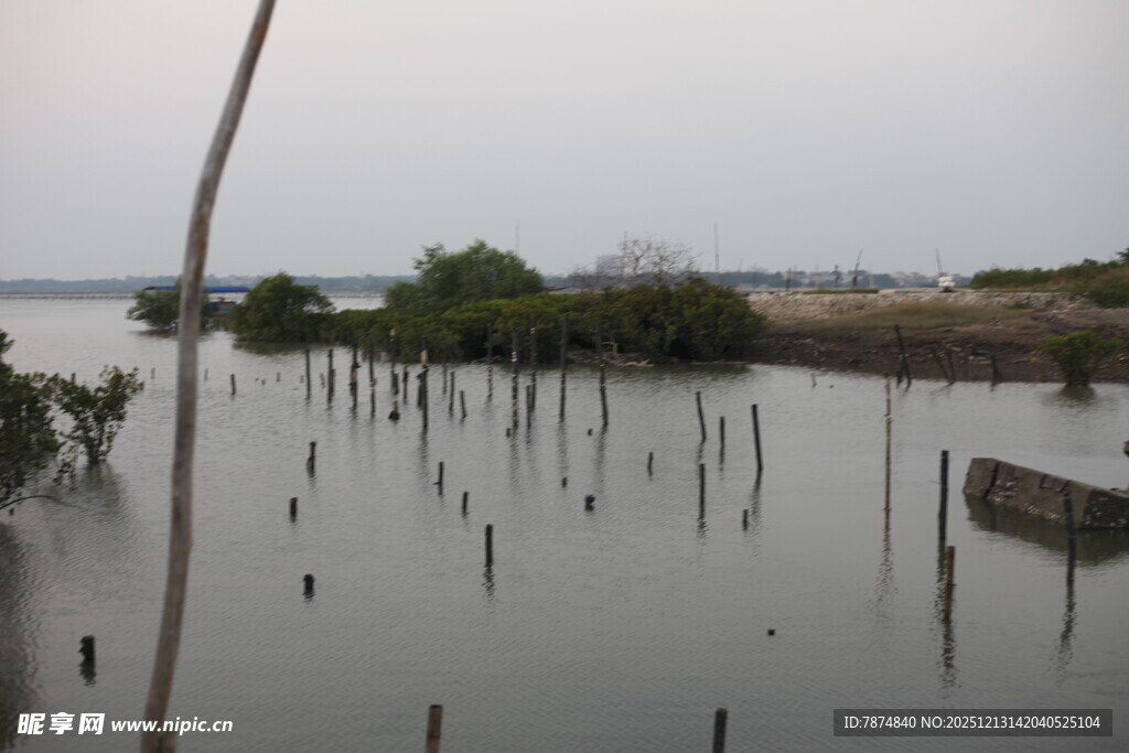 水上木桩与植被景观