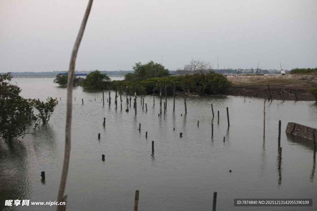 湿地木桩景观