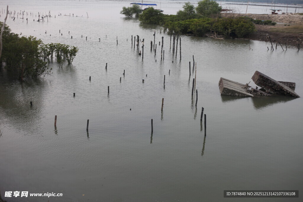水域中的船只与水生植物