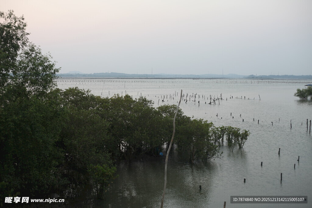 水边茂密树林与开阔水域