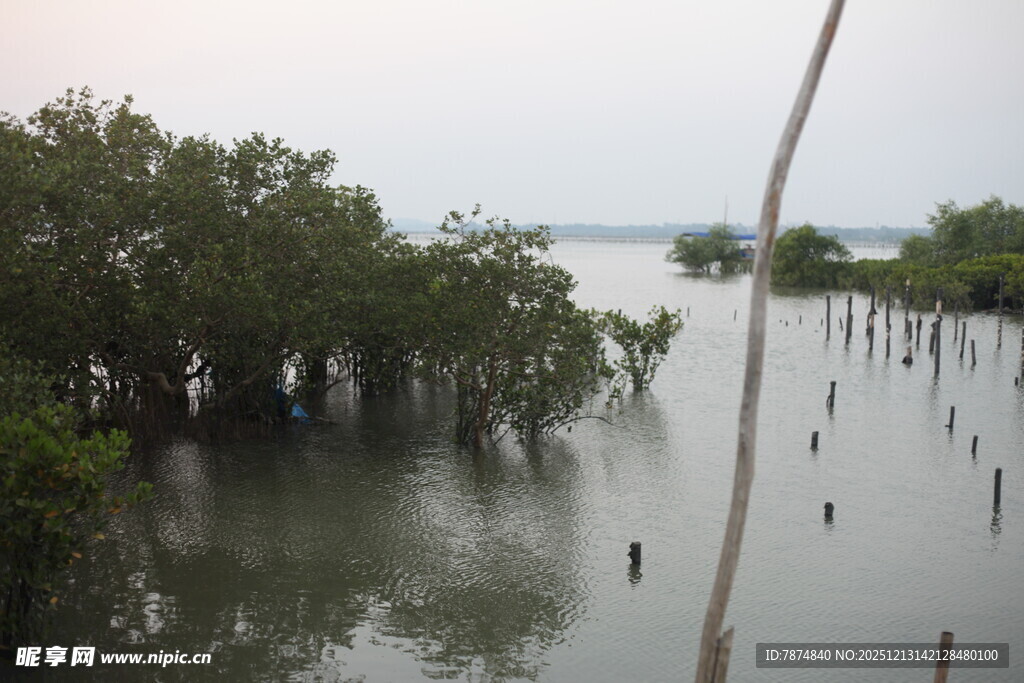 湿地红树林景观