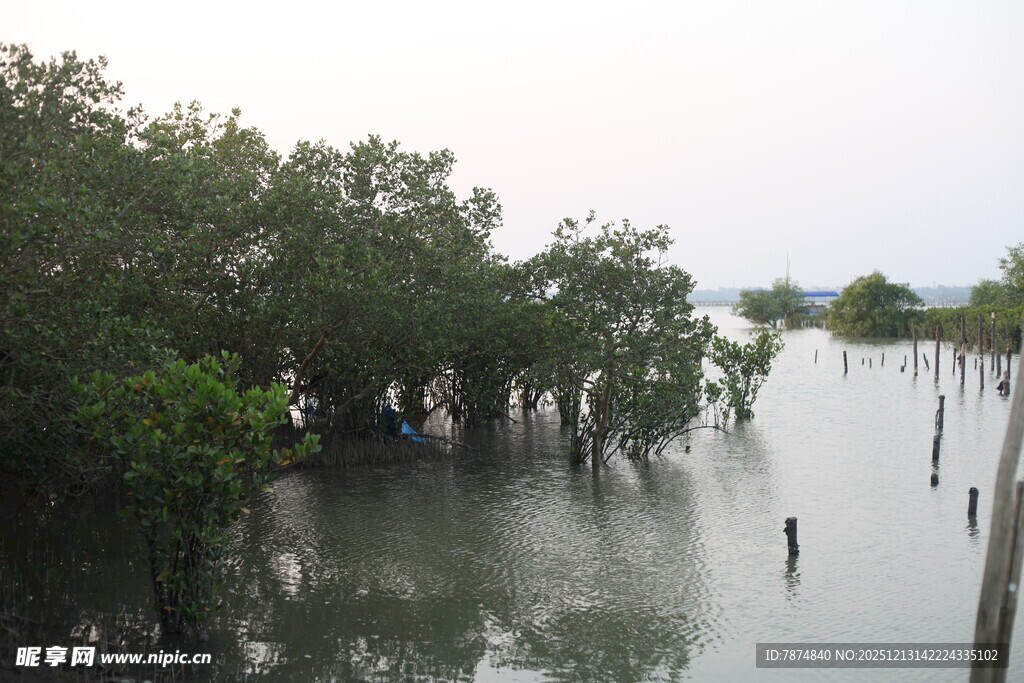 水上红树林景观
