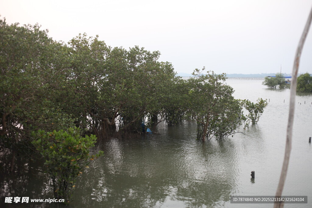 水上红树林景观