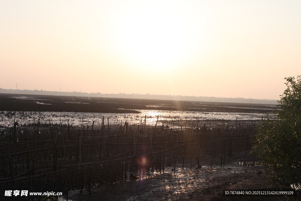 夕阳下的湿地景观