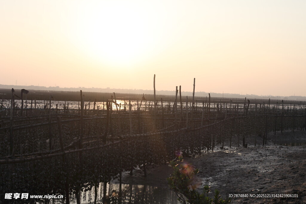 夕阳下的湿地养殖场景