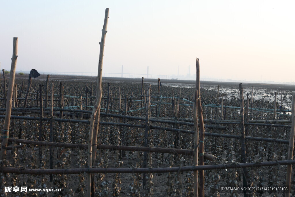 海边林立的木桩养殖场景