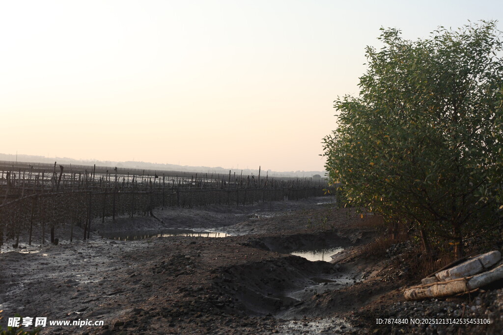 黄昏下的湿地景观