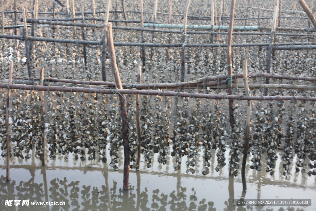 水上木桩养殖场景