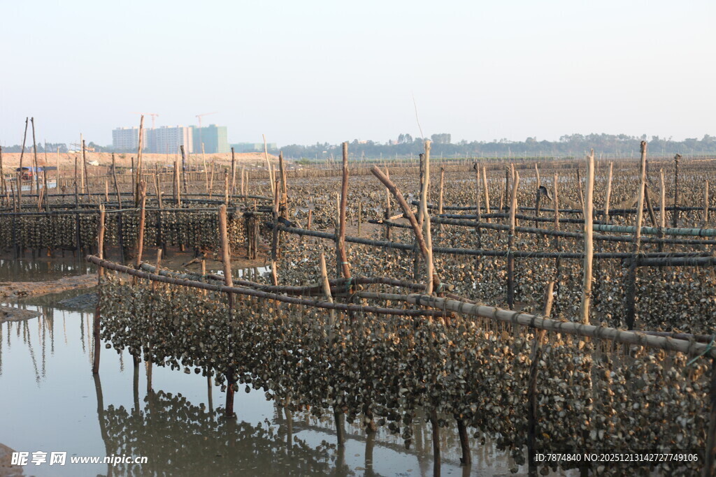 水上木桩养殖场景
