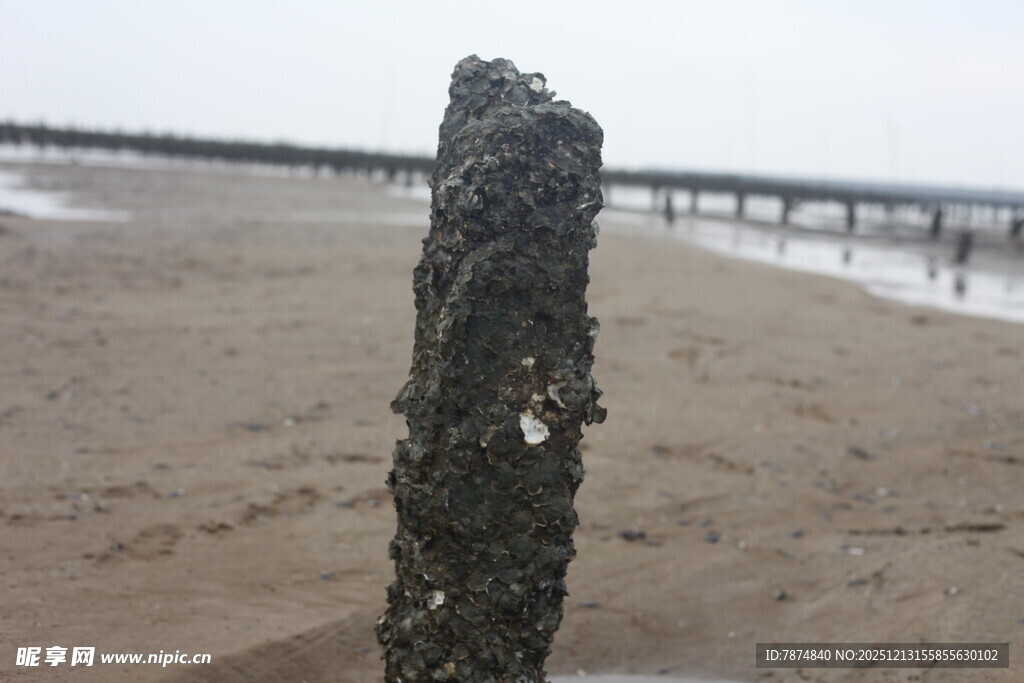 海滩上的孤独木桩