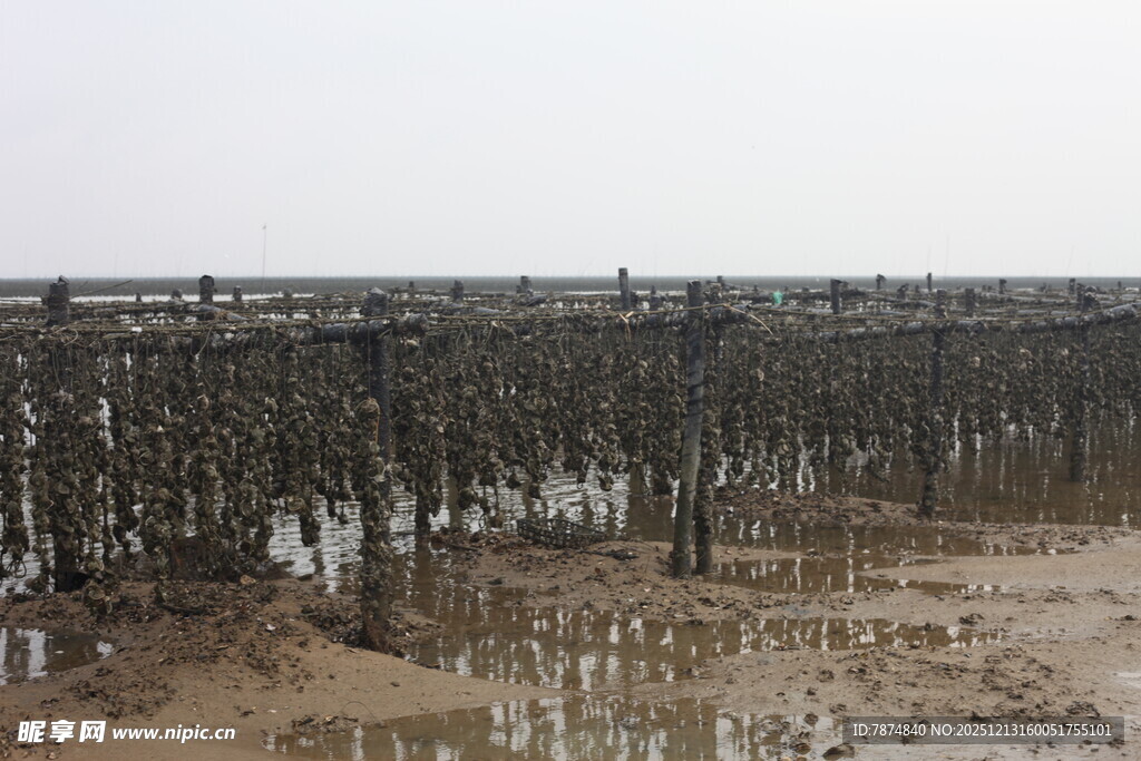 海边牡蛎养殖场景