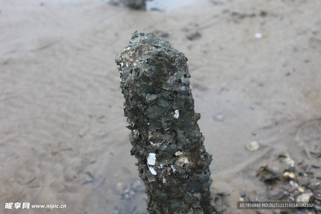 海边木桩覆满海洋附着物