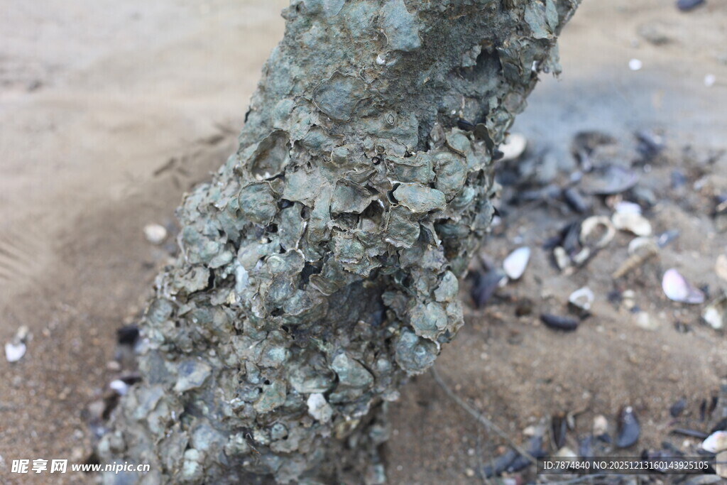 树干上附着的贝类生物