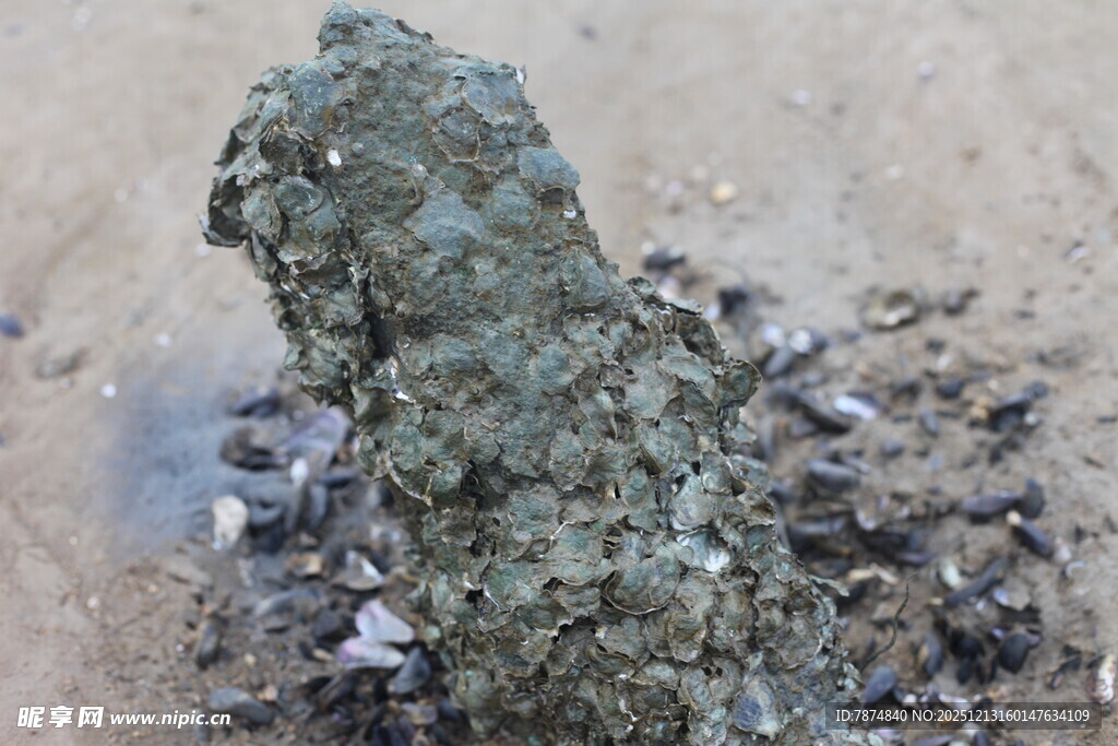 海边礁石覆满贝类生物
