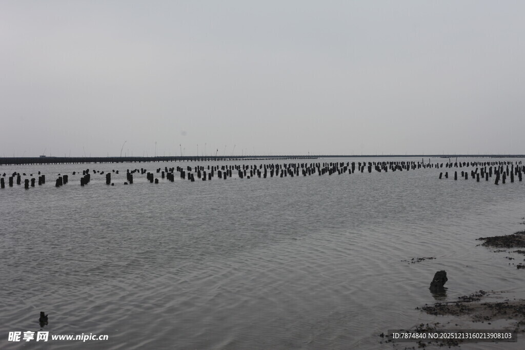 海边滩涂众多鸟类栖息