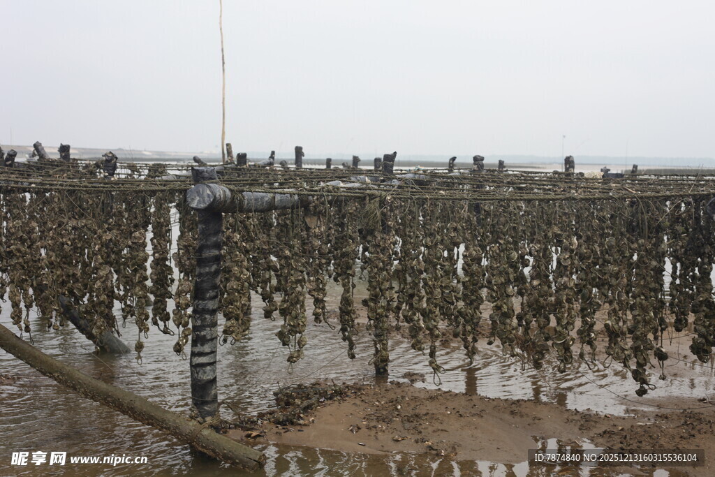海上牡蛎养殖场景