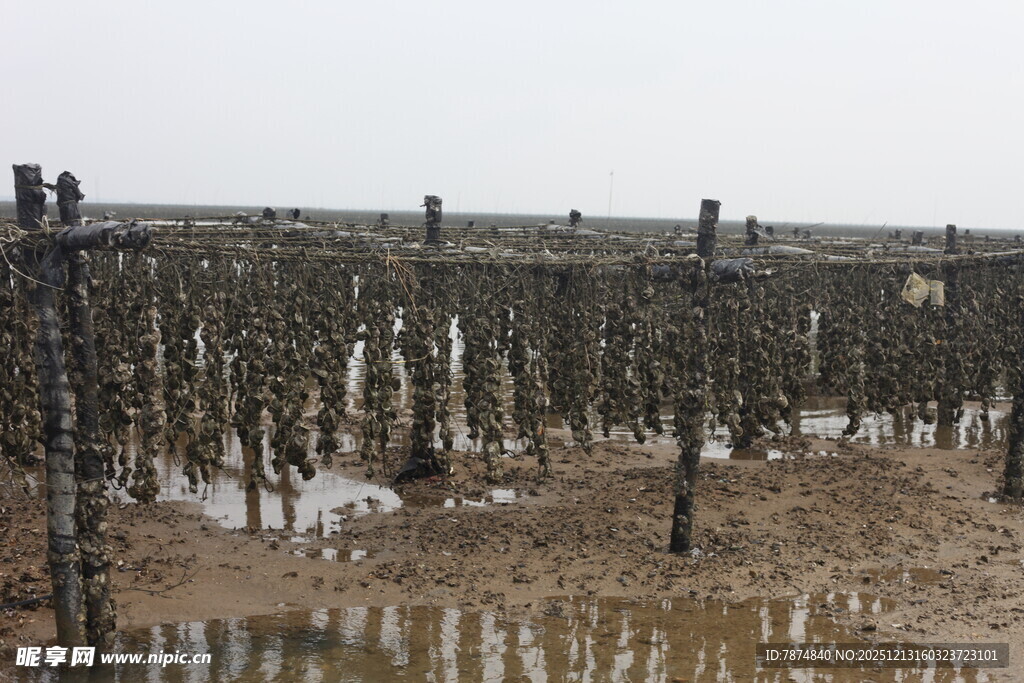 海上木桩养殖场景