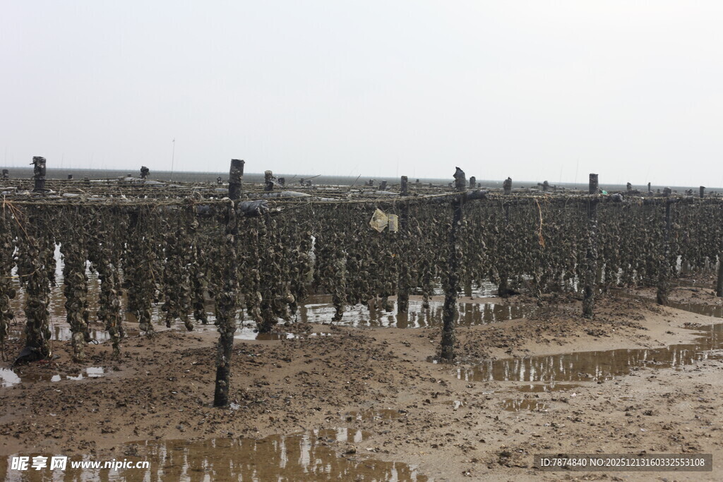 海边牡蛎养殖场景