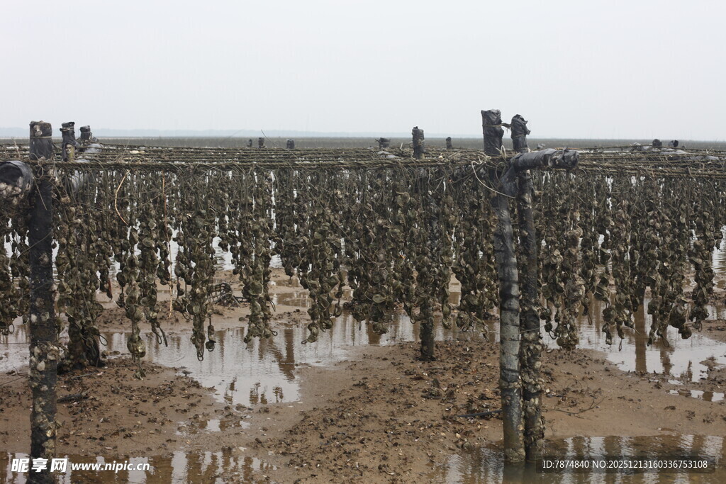 海边牡蛎养殖场景