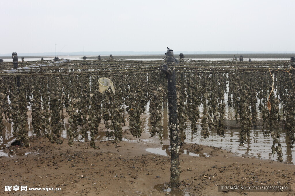 海边牡蛎养殖场景