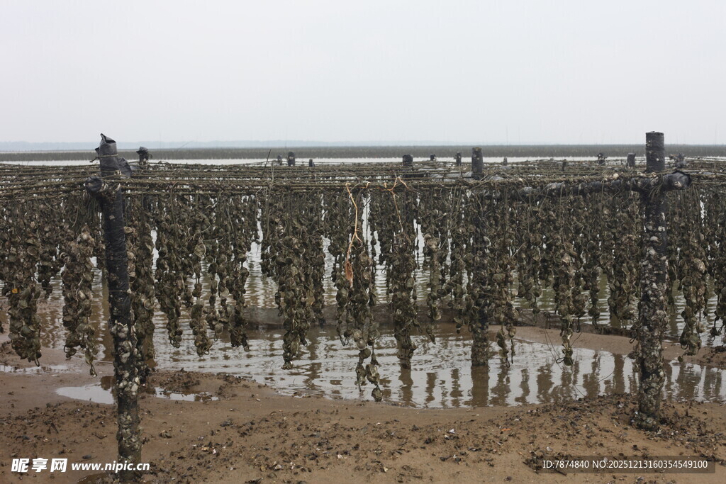 海边牡蛎养殖架景观