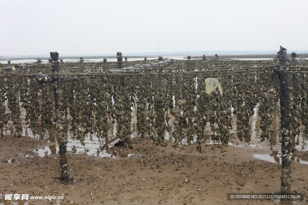 海边牡蛎养殖场景
