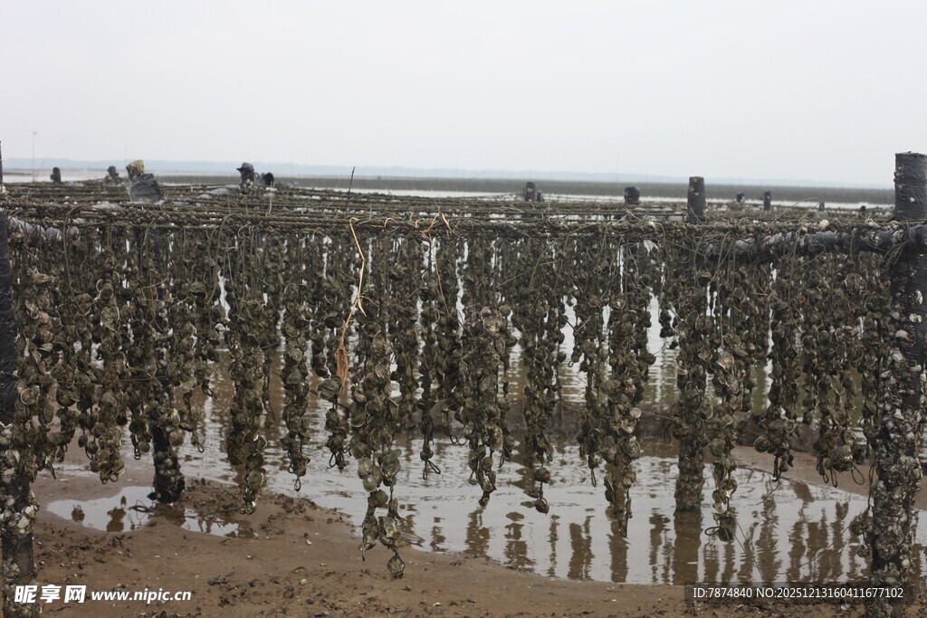 海上牡蛎养殖场景