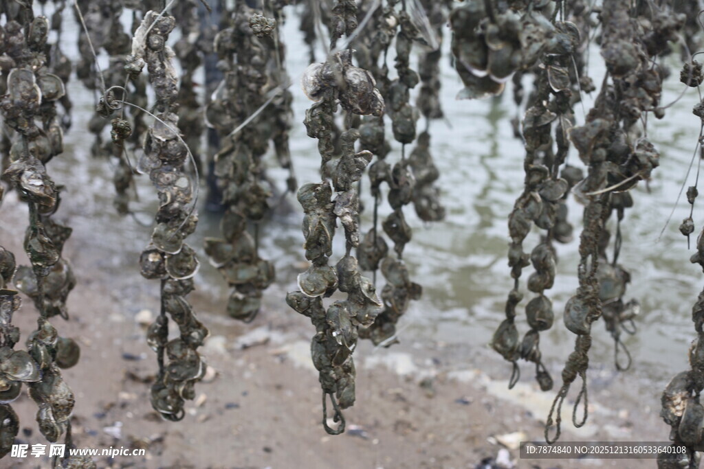 海滩上密集的牡蛎群