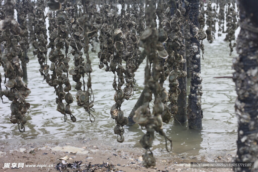 海边牡蛎养殖场景