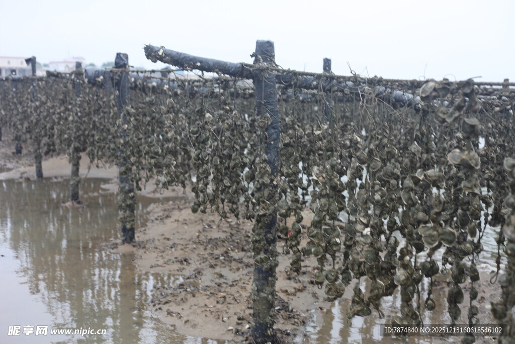 海上牡蛎养殖场景