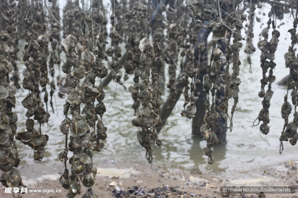 海上牡蛎养殖场景