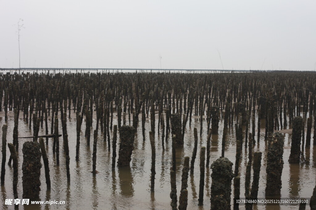 水上林立的木桩景观