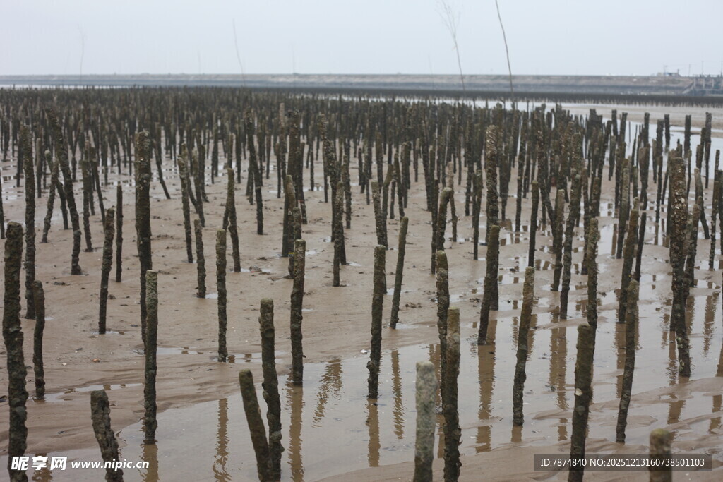 滩涂林立的木桩景观
