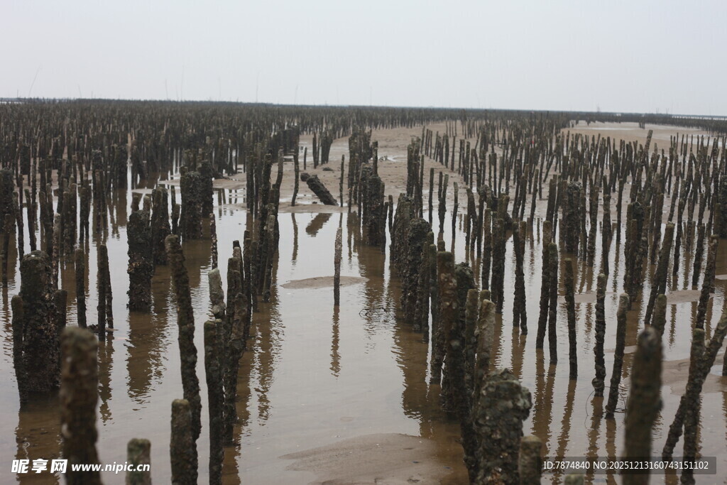 湿地木桩景观