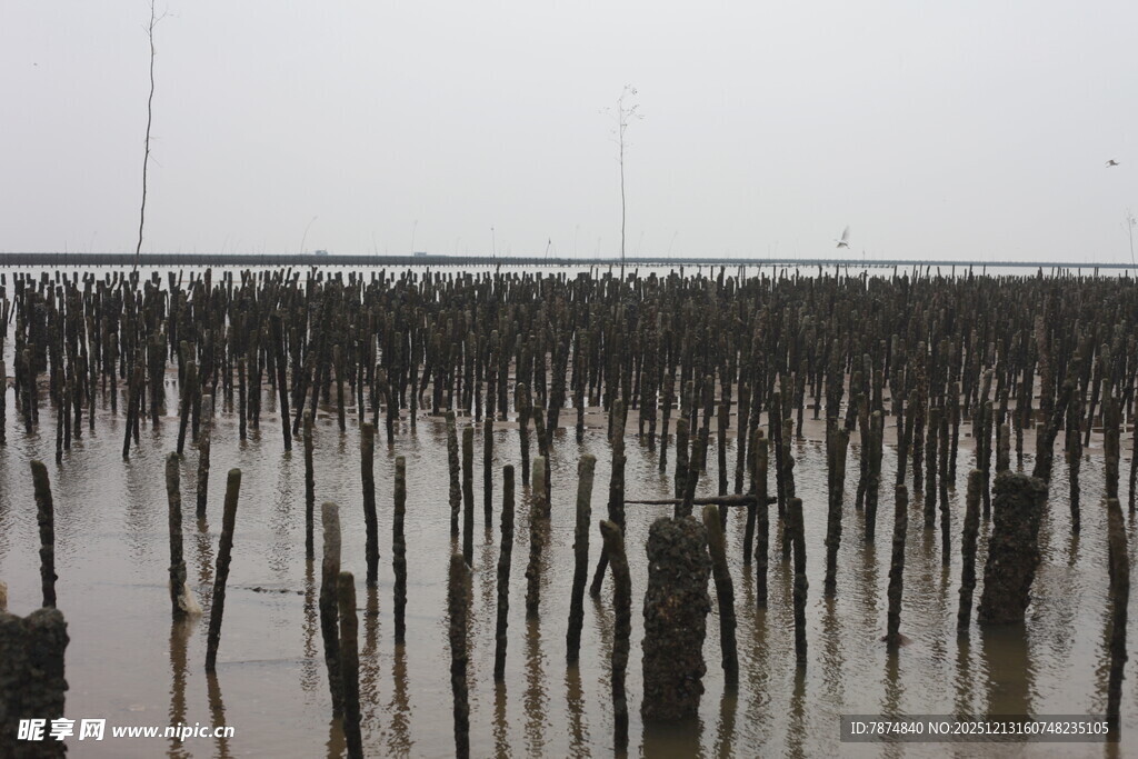 海边林立的木桩景观
