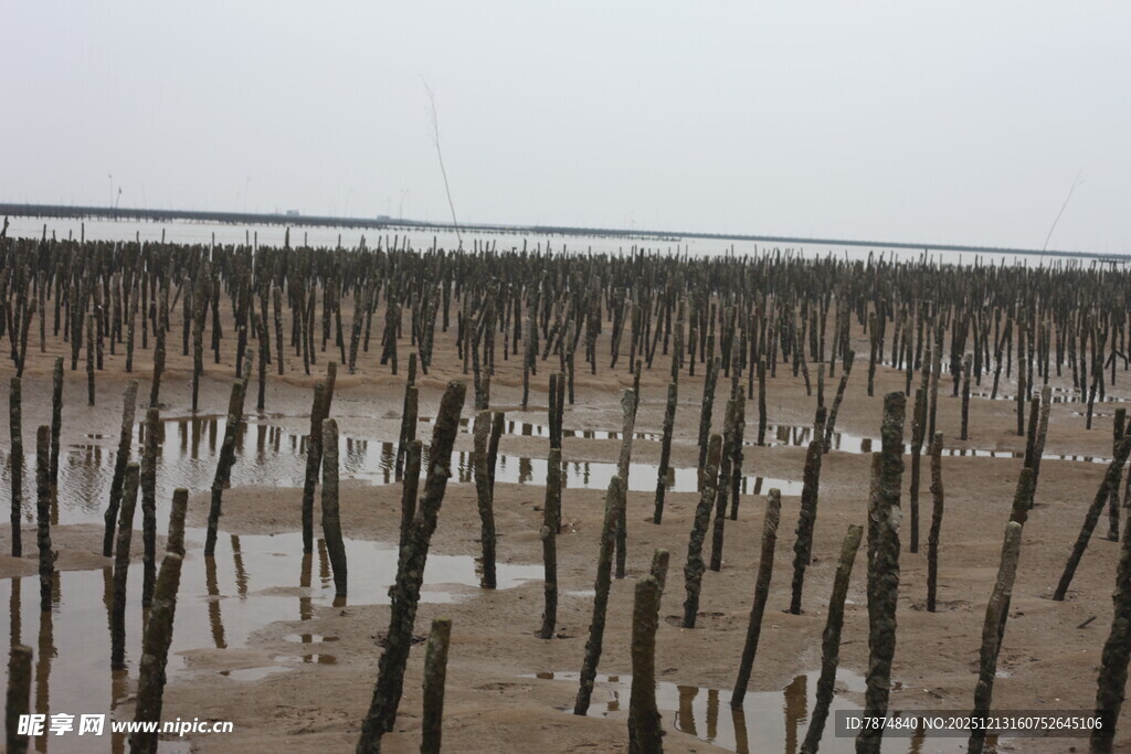 海上木桩景观