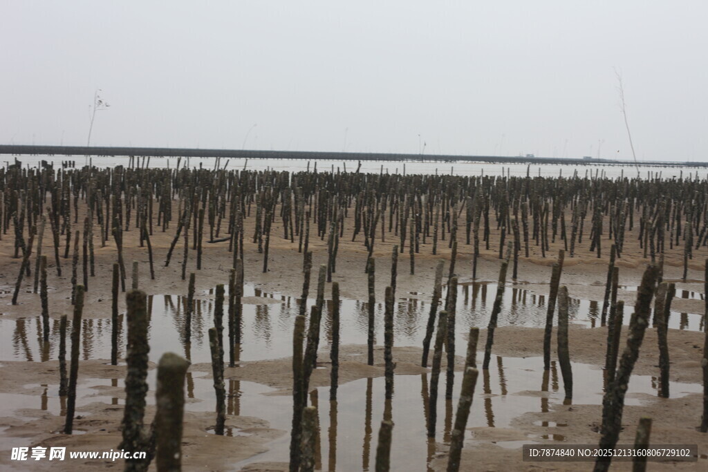 海边林立的木桩景观