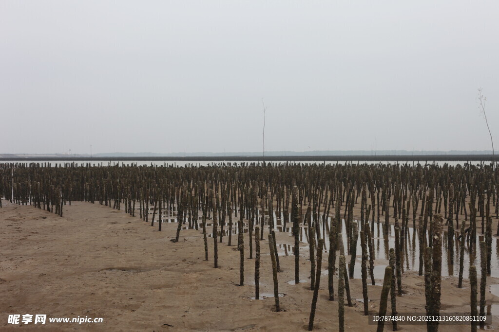 海边林立的木桩养殖场景