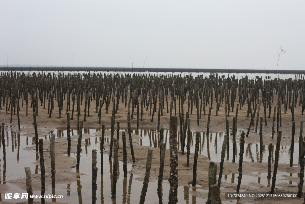 海边林立的木桩景观