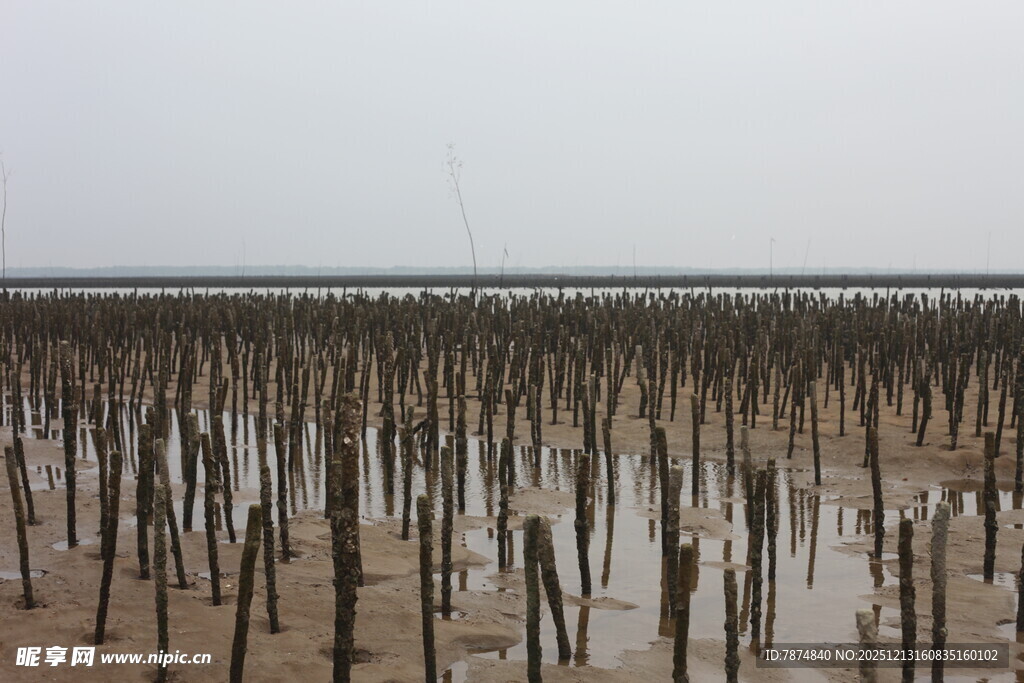 海边林立的木桩景观
