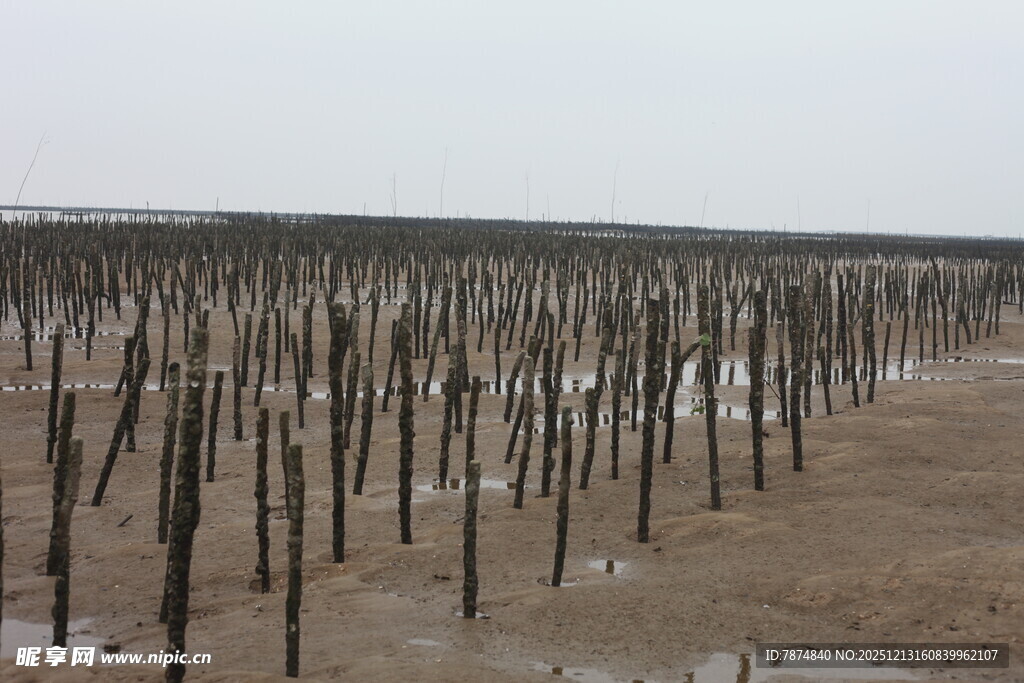 海边林立的木桩景观