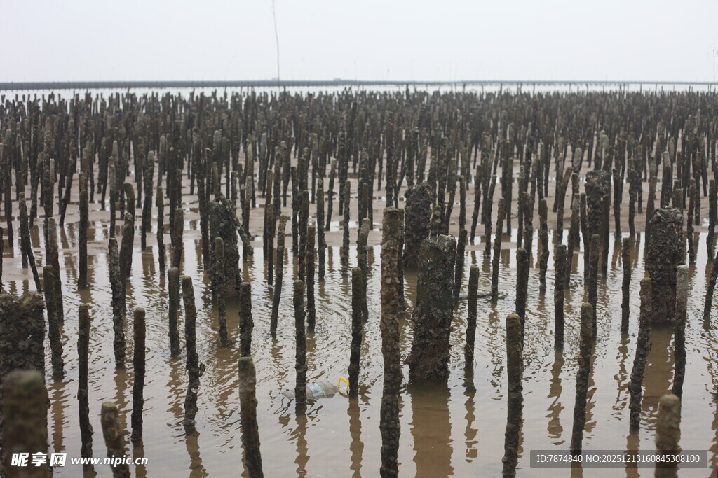 水上林立的木桩景观