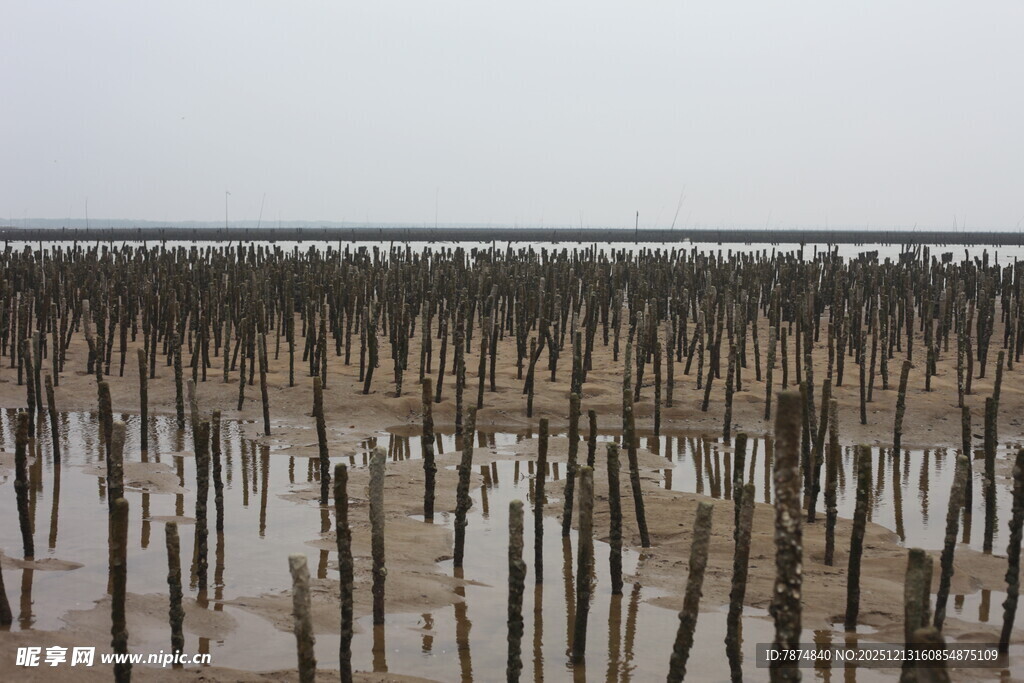 海边林立的木桩景观