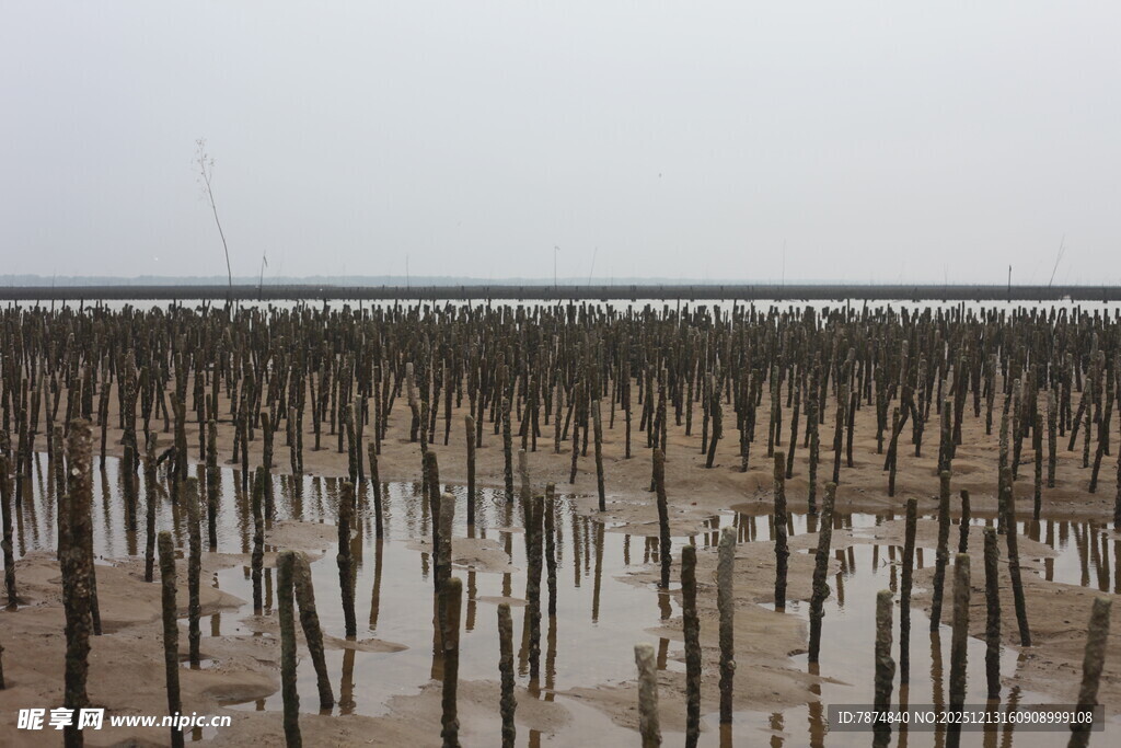 海边林立的木桩景观