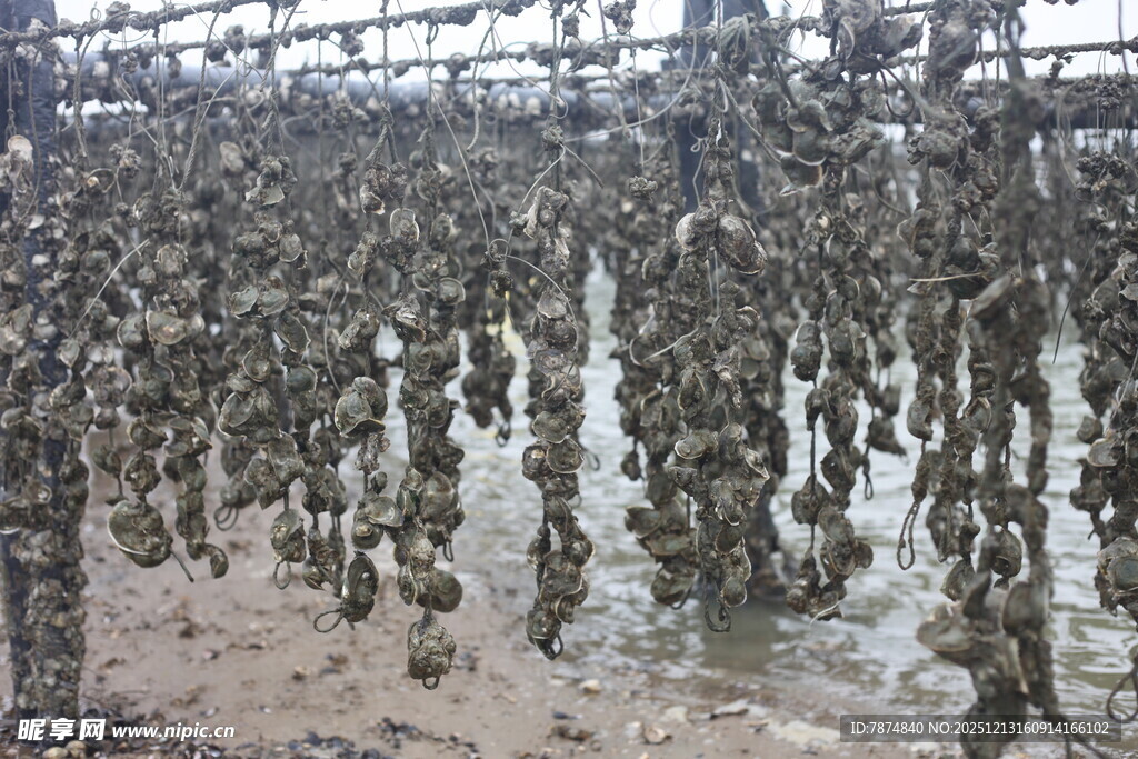 海上牡蛎养殖壮观景象