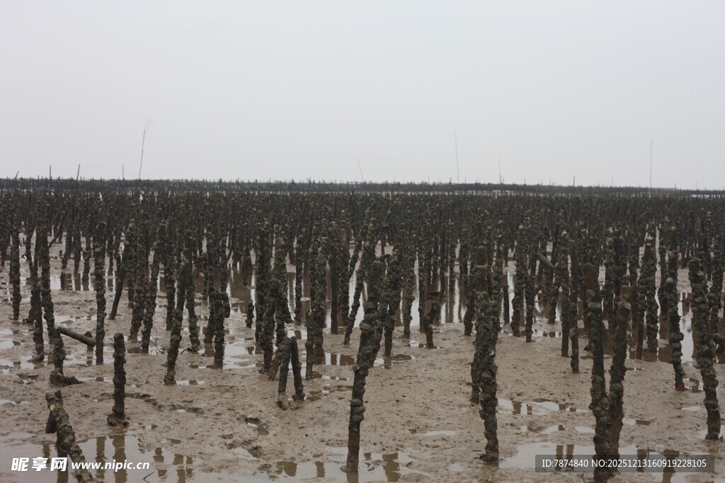 滩涂红树林景观