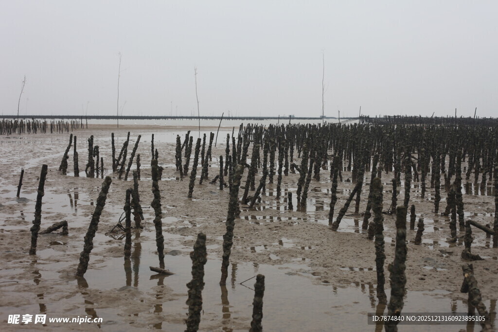海边滩涂的林立木桩