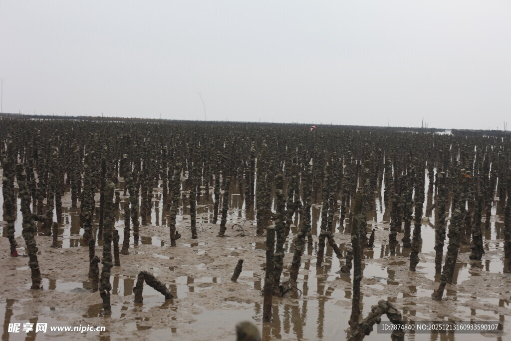滩涂红树林景观